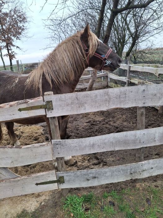 Sprzedam klacz zimnokrwistą
