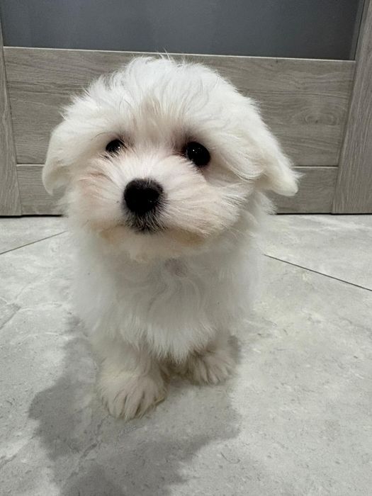 Szczeniaczek maltańczyk