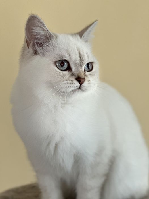 Британський котик