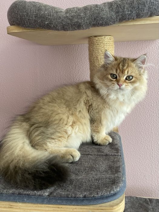 Gato British Longhair Golden