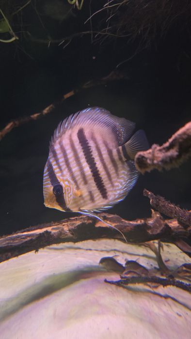 Dzikie paletki  Brown Heckel 4 szt.