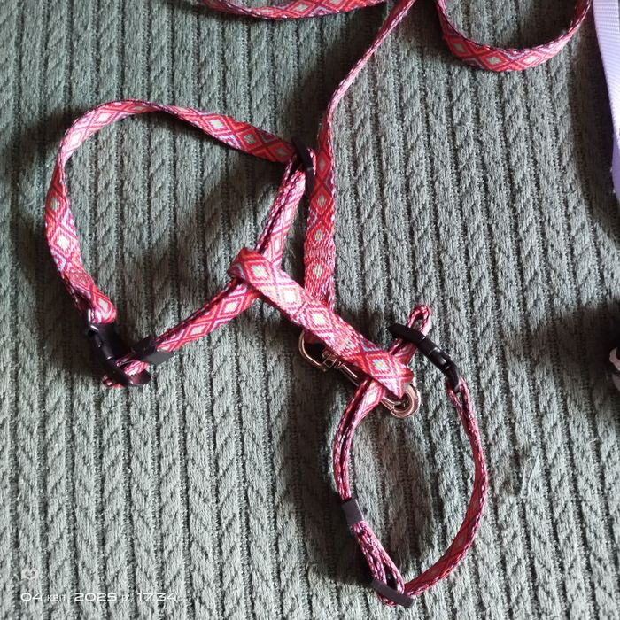 Ошийник для котика