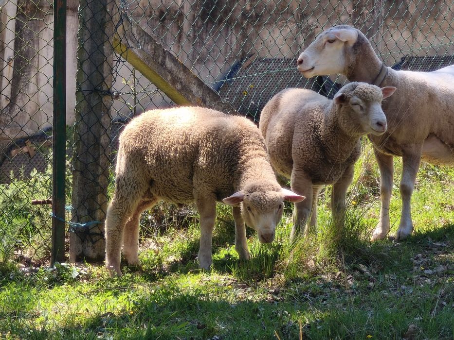 Borregos machos Ilê de france 6 meses