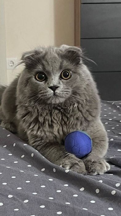 Вʼязка. Шотландський висловухий котик Сулейман (Scottish Fold)