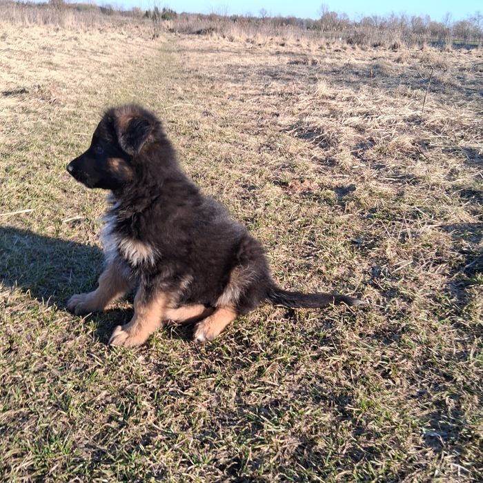 Owczarek niemiecki długowłosy śliczne szczenięta