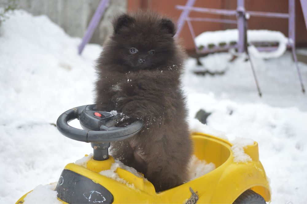 Чорний хлопчик неймовірний шпіц
