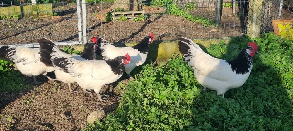 Lakenvelder por reserva