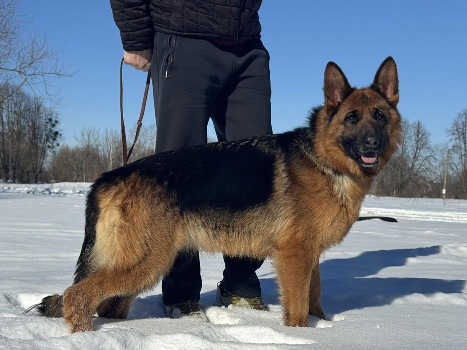 Німецька вівчарка .