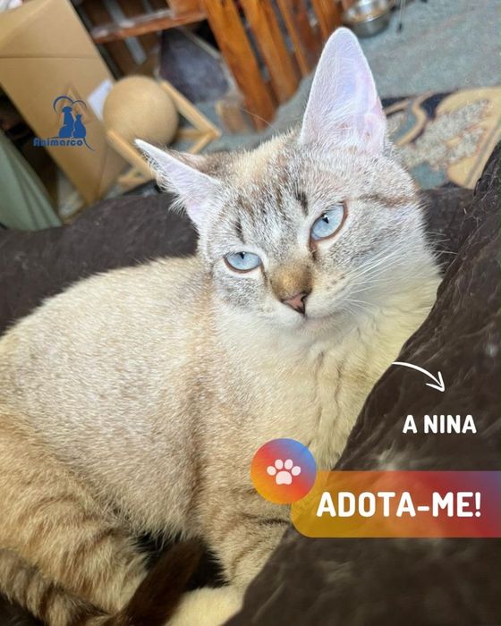 Nina - gata jovem para adocao