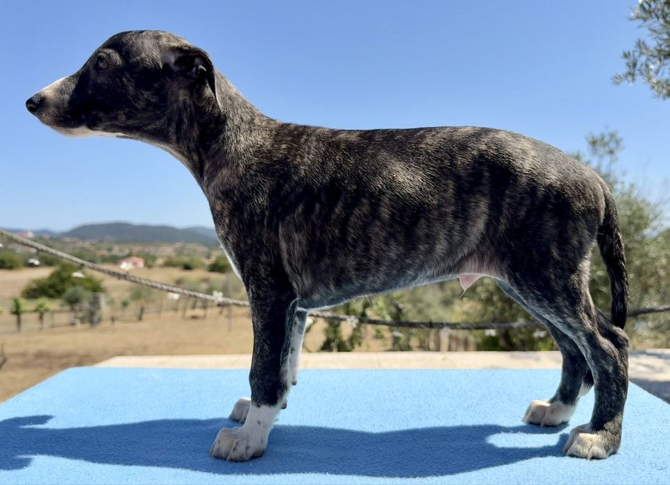 Whippet lindo com lop