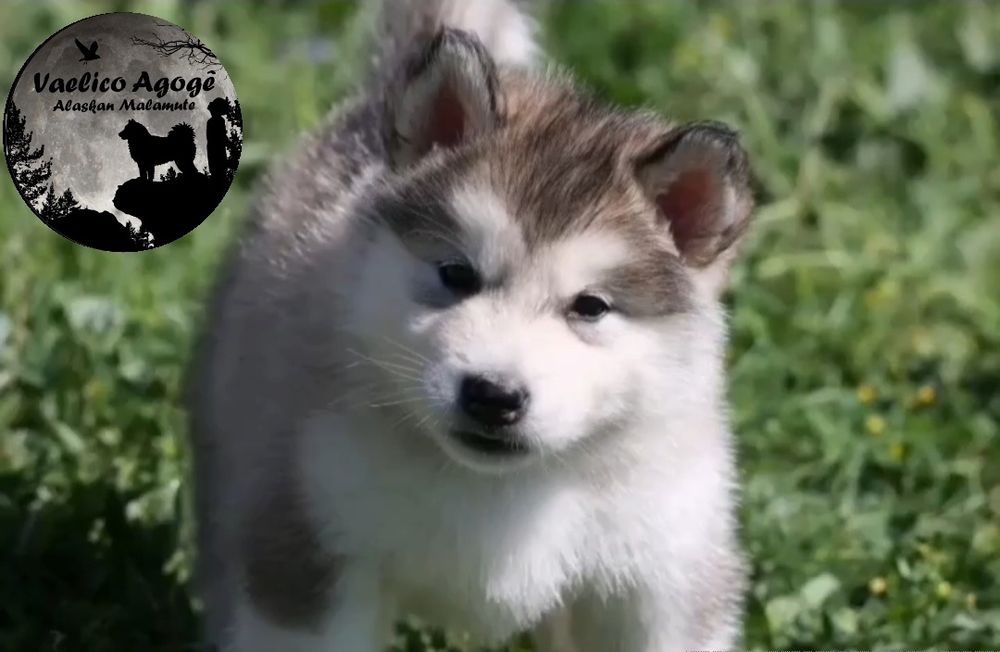 Alaskan Malamute - Vaélico Agogê