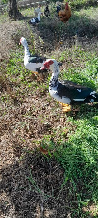 troca pato por pata