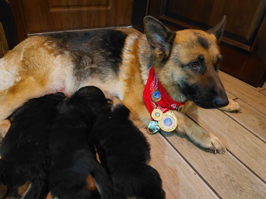 Продам цуценят німецької вівчарки