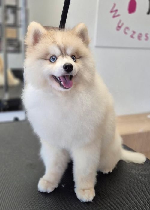 Pomsky( mini husky) F3 szczenięta