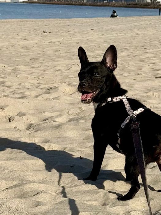 Sunia Kosmitka szuka domku