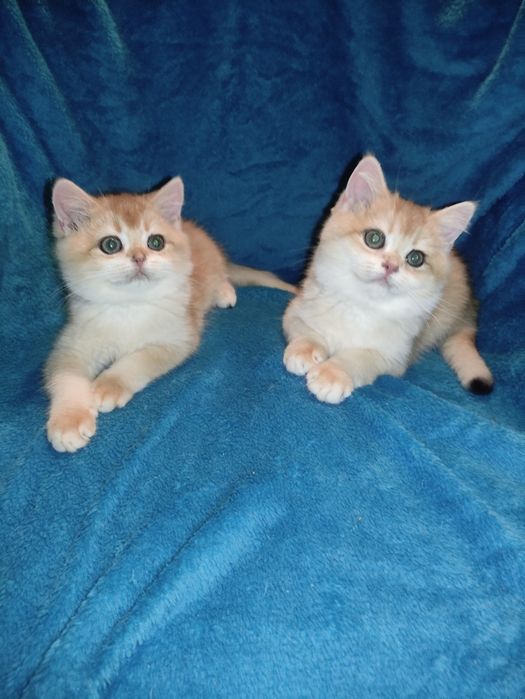 По літній ціні пропонується діточки британці золотої шиншили