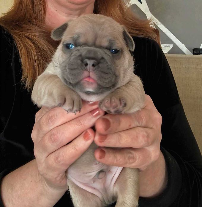 Мальчик брутал французского бульдога