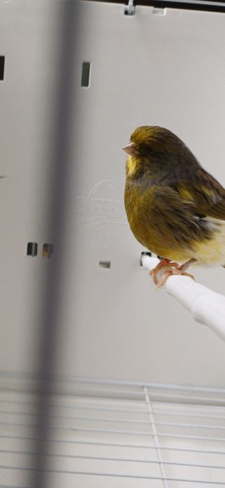 Kanarki Gloster samiec nr 46 z lipca 2024