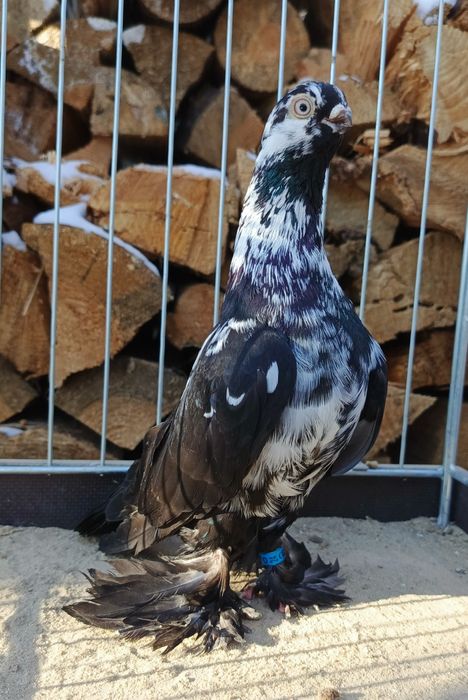 Motyl warszawski samczyk 24r. Motyle