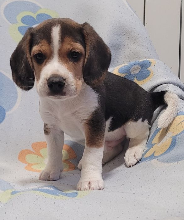 Beagle tricolor bebé