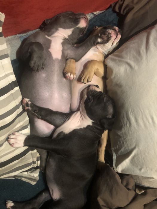 Блакитна буллі стандарт