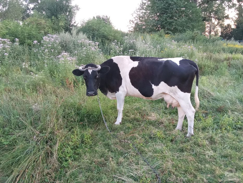 Продам добру корову