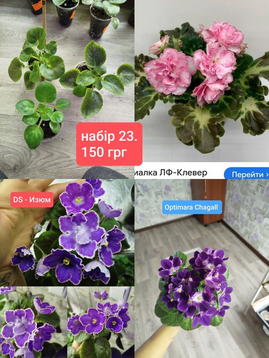 Дітки фіалок. Набір. Ціна за 3 шт