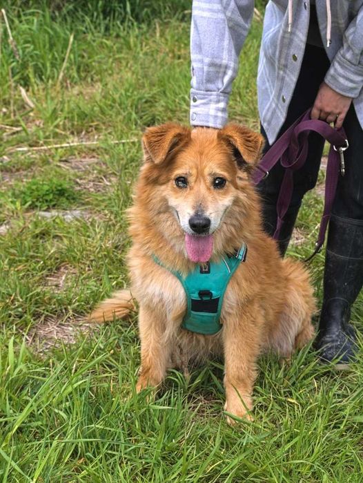 Karmelek - słodki, przyjazny, psiak o którym każdy marzy - adopcja