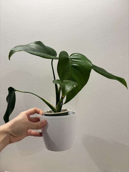 Монстера молода делікатесна