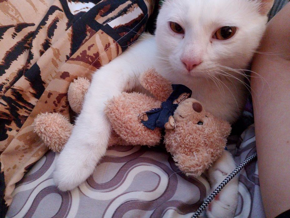 Відам безкоштовно