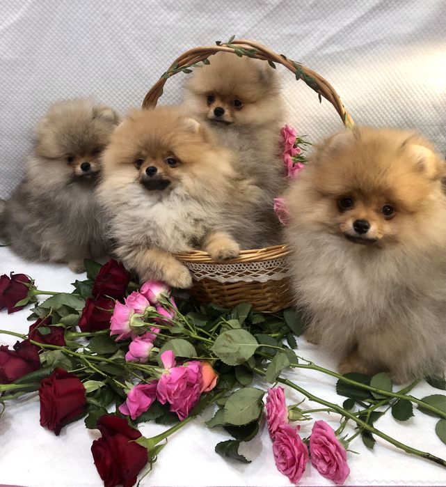 Померанські шпіци.Львів.КСУ.