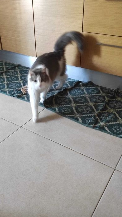 Gatinha jovem e dócil para adopção