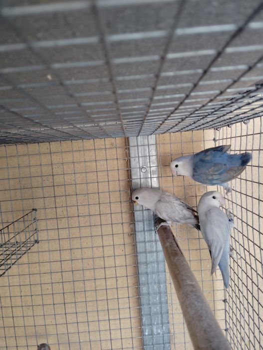 Para mudarem de casa