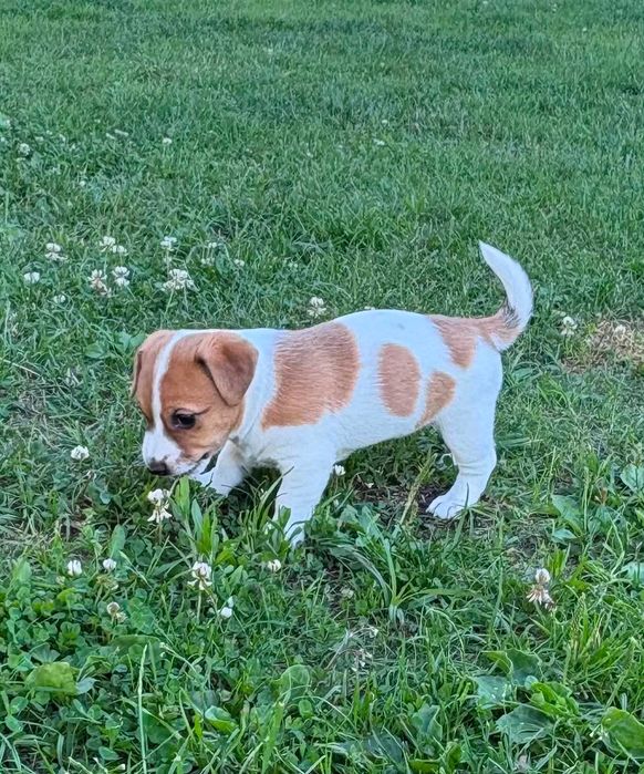 Jack Russell Terrier –  suczka Heca!
