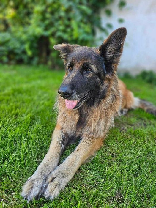 Sunia do adopcji