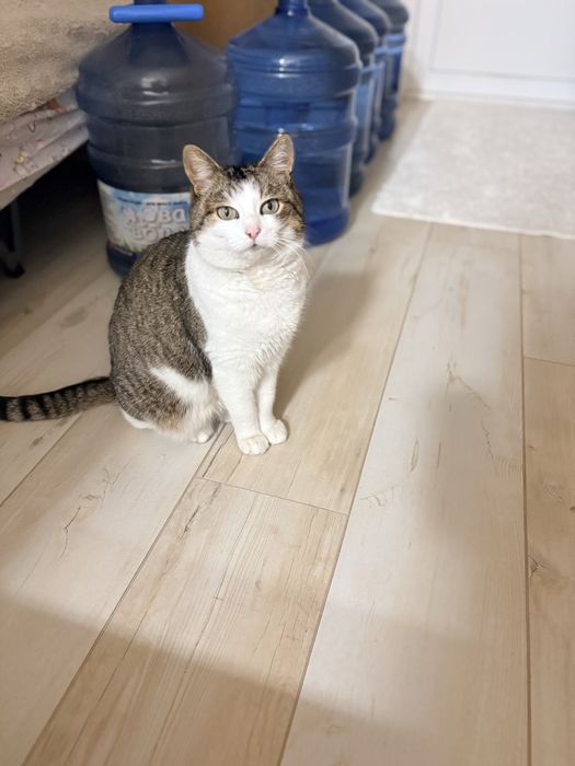 Кошечка беслатно