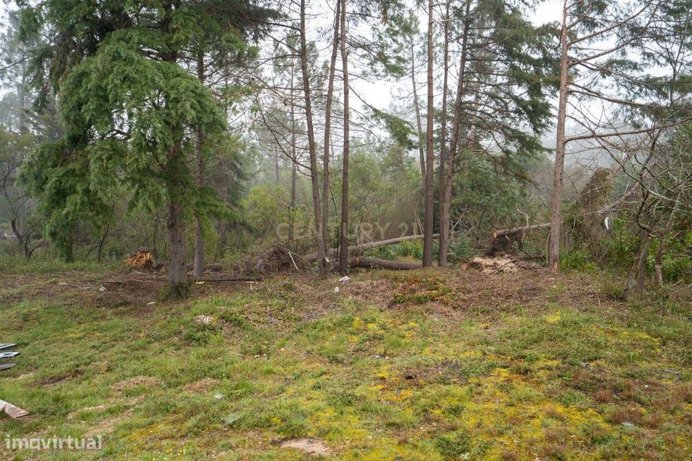 Terreno em Miranda do Corvo- Oportunidade Única por 37.000€