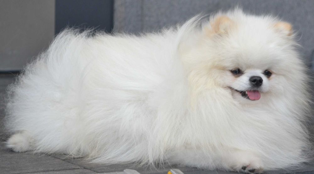 Szpic miniaturowy pomeranian piękny malutki piesek