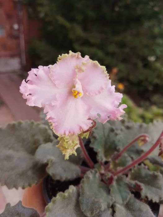 Фиалки цветущие.