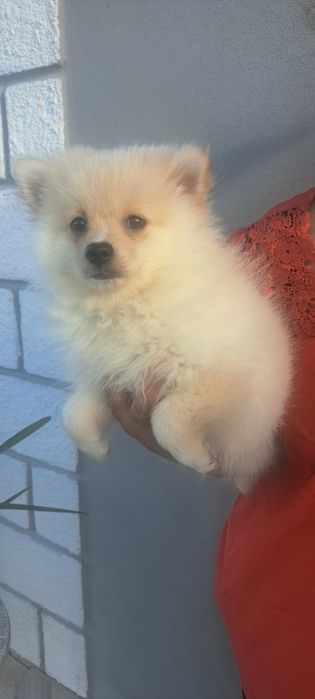 Spitz fêmea branquinha