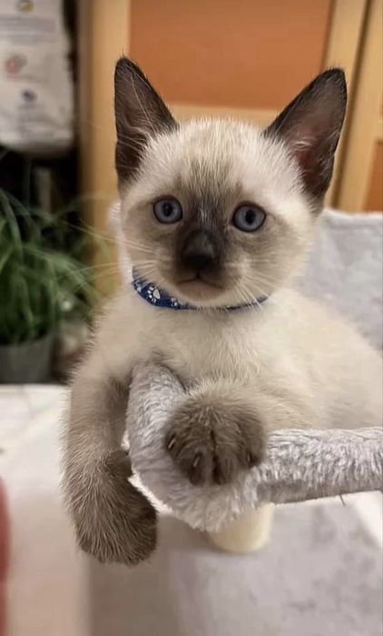 Віддаю сіамських кицинят