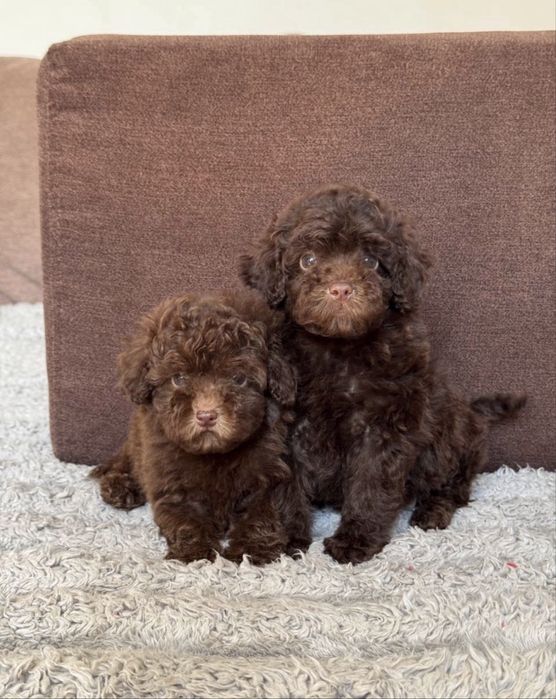 Девочки той пудель