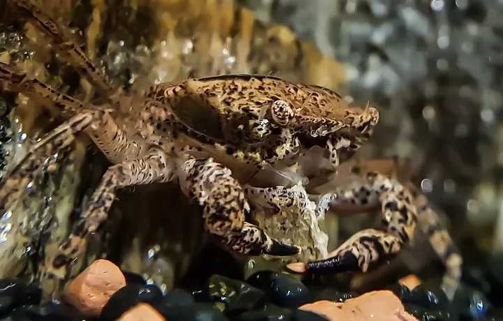 GB Krab Mekhong - dowóz ryb!