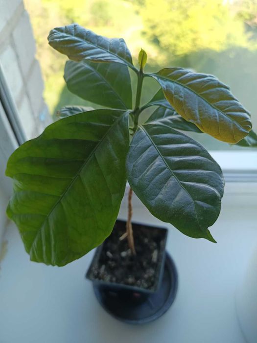 Продам вазон кавове дерево