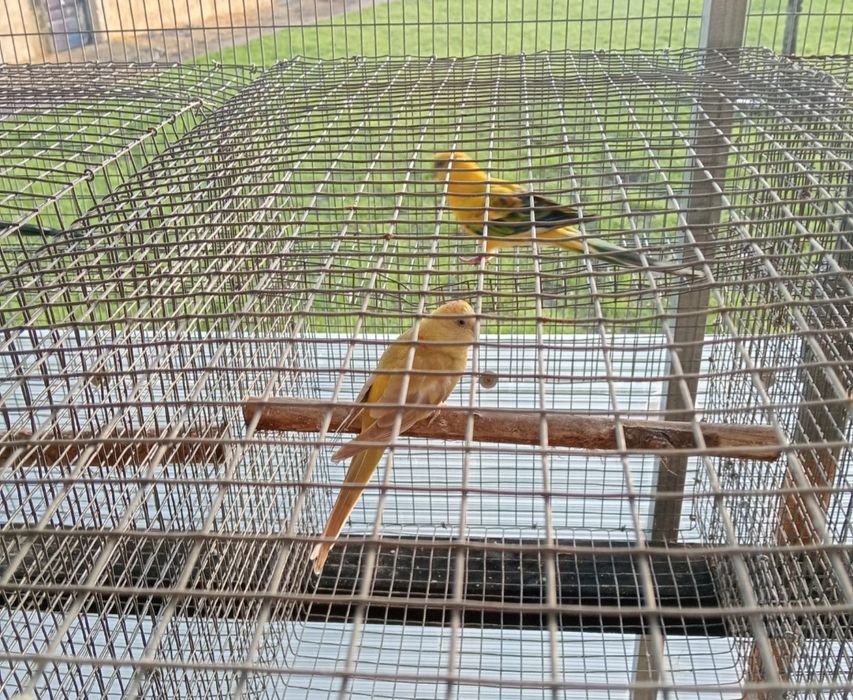 Aves em excelente estado