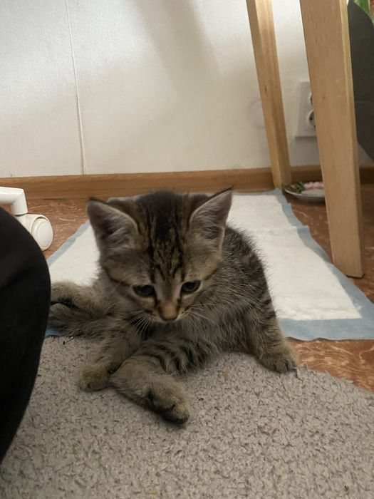 Котенок срочно нужно отдать