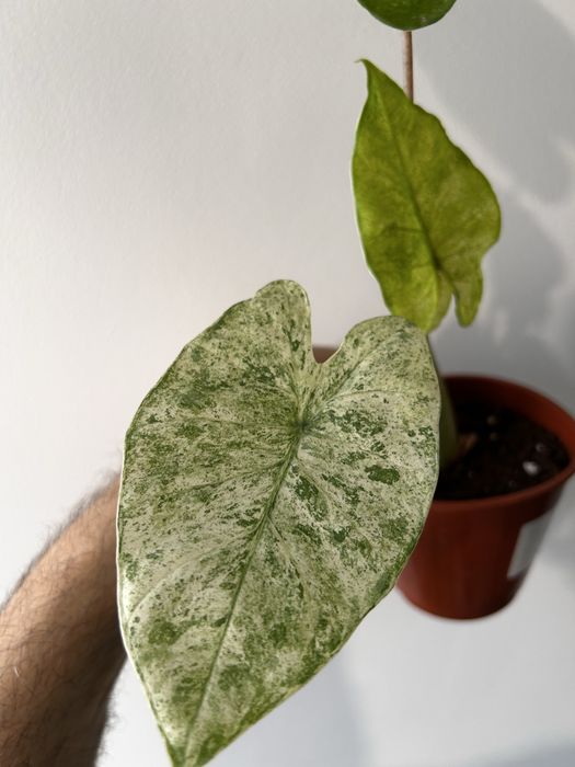 Alocasia macrorrhiza splash