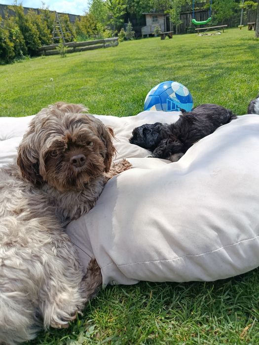 Shih tzu szczeniaki gotowe do odbioru osobistego