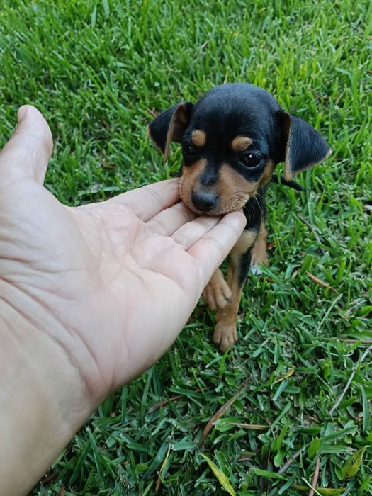 Pinscher macho lindo