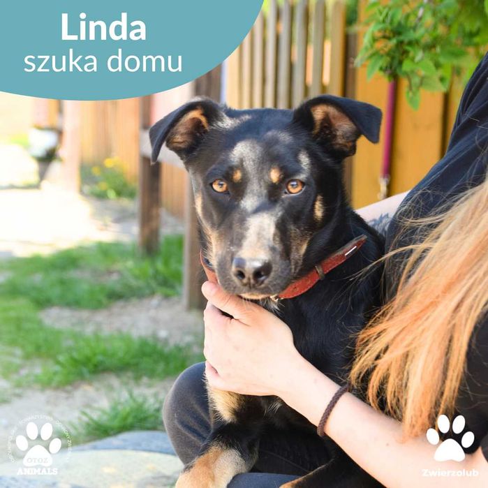 Linda - 8-miesięczna sunia szuka domu!